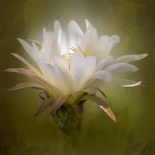 Creative 1st Place Desert Bloom by Carol Flanagan Corsi