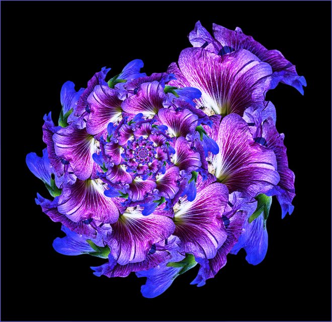 Creative 1st Place Petal Power by Joan Harris
