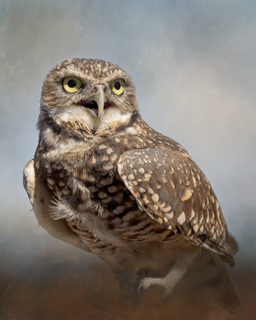 Creative 2nd Place Watchful Burrow by Carol Flanagan Corsi