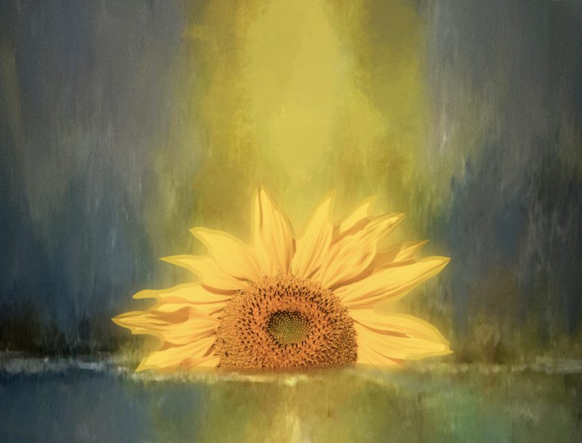 Creative 3rd Place The Day's Final Bloom by Joan Everds