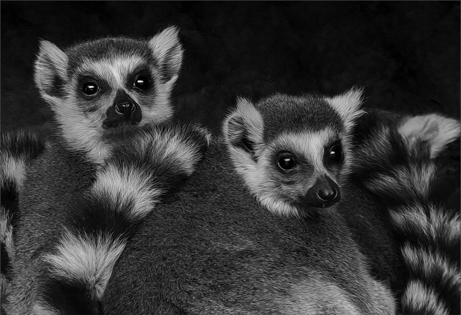 Project: B&W 3rd Place by Joan Harris