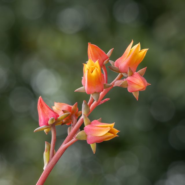 Project: Bokeh 2nd Place by Cathy Presmyk