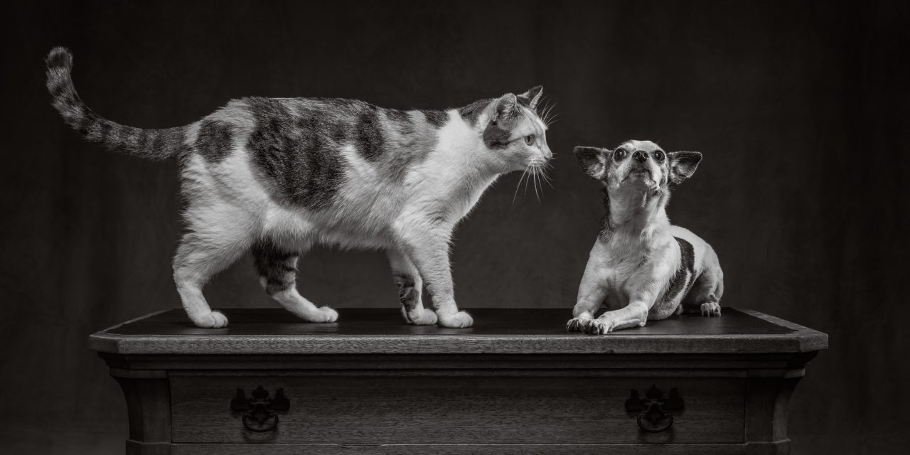Realistic 1st Place Curious Encounter by Otto Kruse