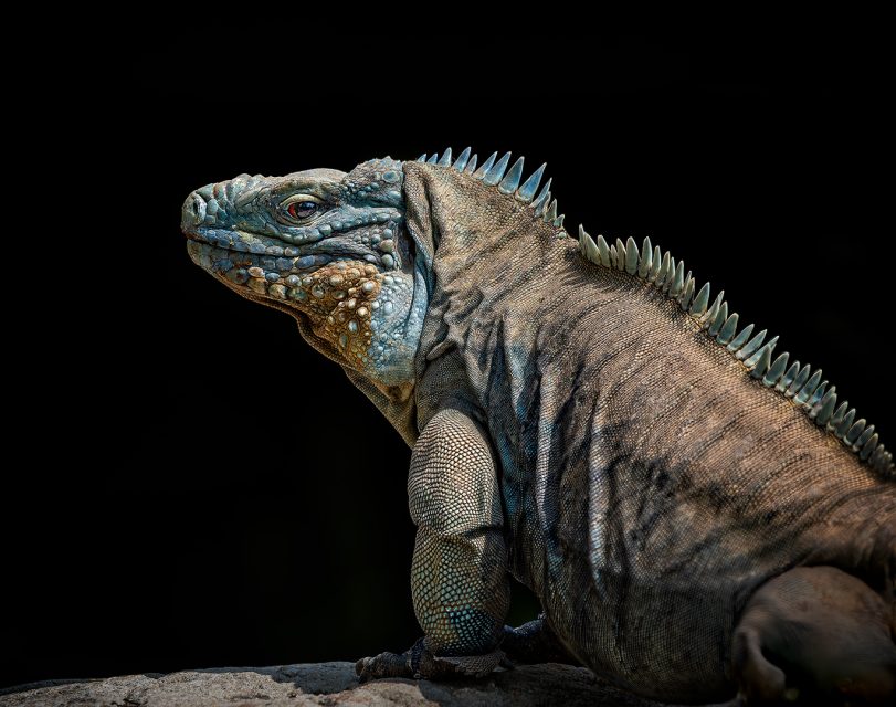 Realistic 2nd Place I am Ruggedly Handsome by James Woodward