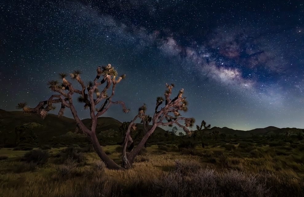 Realistic 2nd Place Milky Way Over Joshua Tree by Susan Newlin