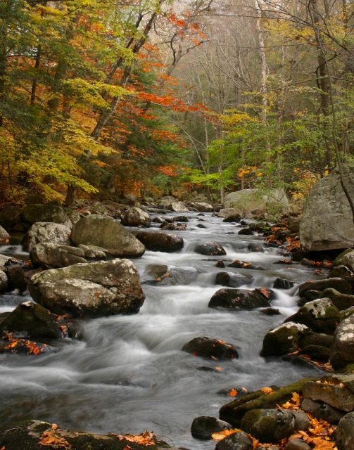 Realistic 2nd Place Stony Brook in Fall by Della O_Malley