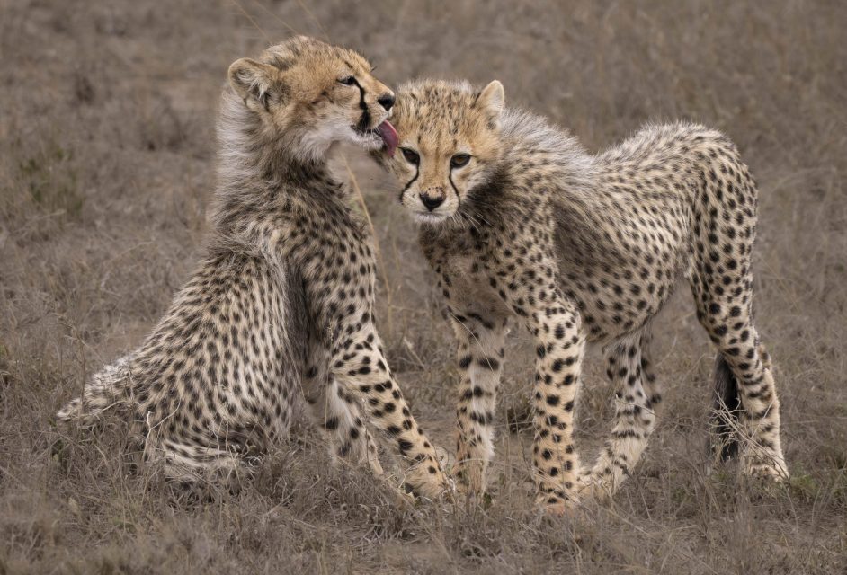 Realistic 3rd Place Brotherly Love By Kathy King