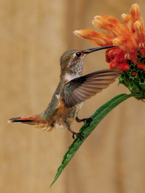 Realistic 3rd Place Delicate Foothold by Debbie Porter