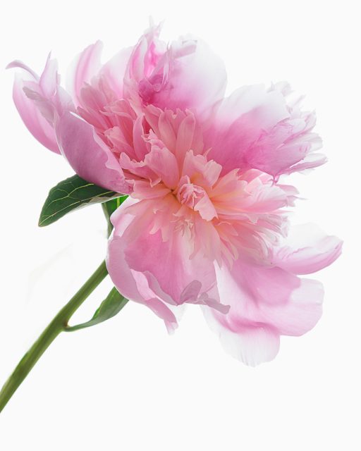 Realistic 3rd Place Feeling Pinkie by Carol Flanagan Corsi