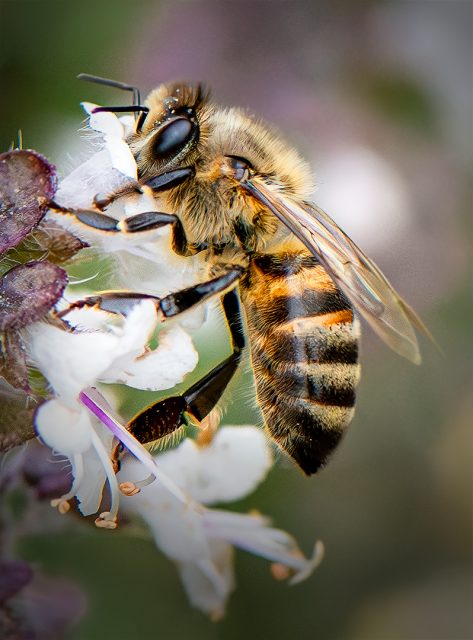 Realistic 3rd Place Head In the Bloom by Robin Stern